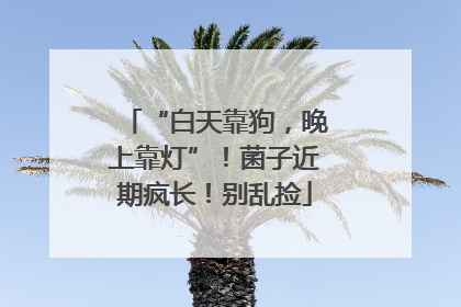 “白天靠狗，晚上靠灯”！菌子近期疯长！别乱捡