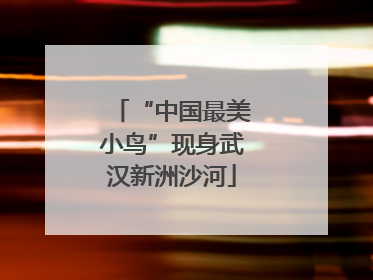 “中国最美小鸟”现身武汉新洲沙河