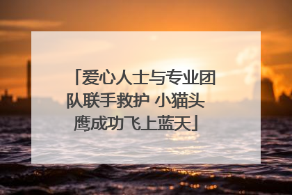 爱心人士与专业团队联手救护 小猫头鹰成功飞上蓝天