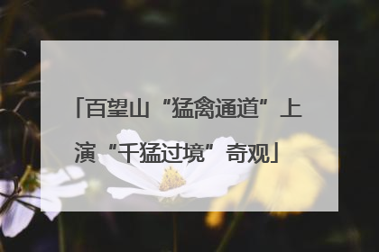 百望山“猛禽通道”上演“千猛过境”奇观