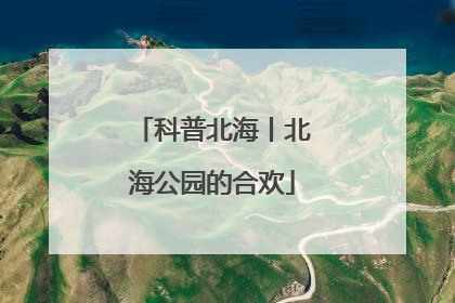科普北海丨北海公园的合欢