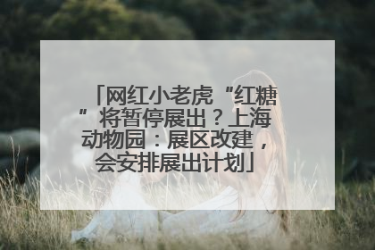 网红小老虎“红糖”将暂停展出？上海动物园：展区改建，会安排展出计划