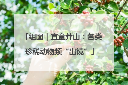 组图｜宜章莽山：各类珍稀动物频“出镜”