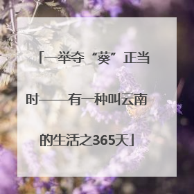 一举夺“葵”正当时——有一种叫云南的生活之365天