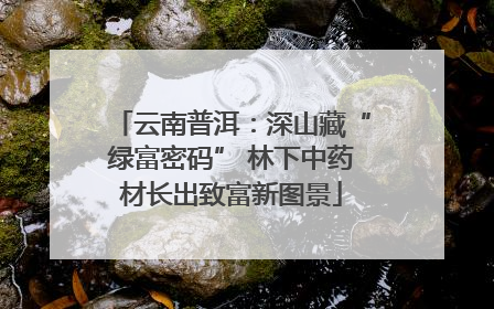 云南普洱：深山藏“绿富密码” 林下中药材长出致富新图景