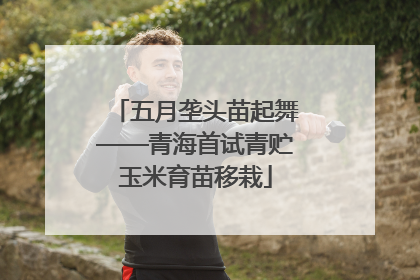 五月垄头苗起舞——青海首试青贮玉米育苗移栽