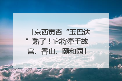 京西贡杏“玉巴达”熟了！它将牵手故宫、香山、颐和园