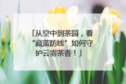 从空中到茶园，看“藏蓝防线”如何守护云雾茶香！