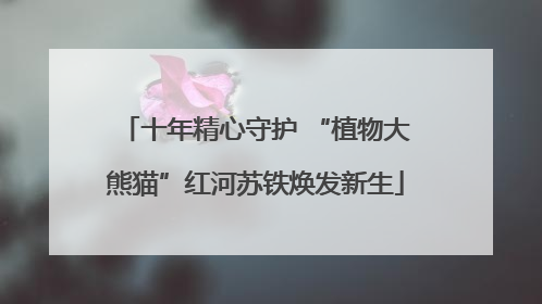 十年精心守护 “植物大熊猫”红河苏铁焕发新生