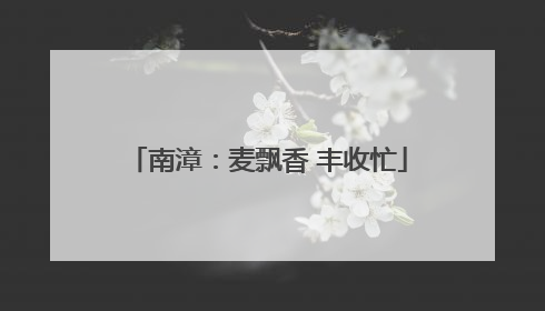 南漳：麦飘香 丰收忙
