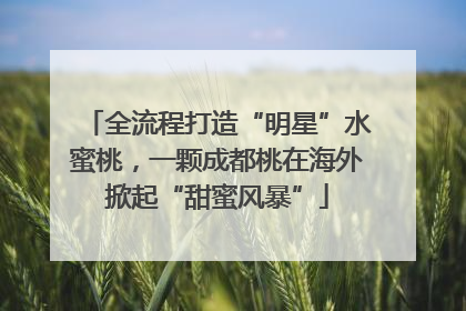 全流程打造“明星”水蜜桃，一颗成都桃在海外掀起“甜蜜风暴”