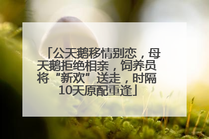 公天鹅移情别恋，母天鹅拒绝相亲，饲养员将“新欢”送走，时隔10天原配重逢