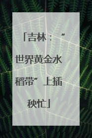 吉林：“世界黄金水稻带”上插秧忙