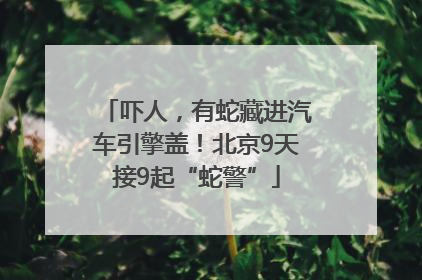 吓人，有蛇藏进汽车引擎盖！北京9天接9起“蛇警”