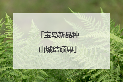 宝岛新品种 山城结硕果