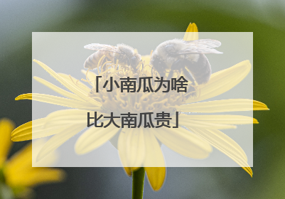 小南瓜为啥比大南瓜贵