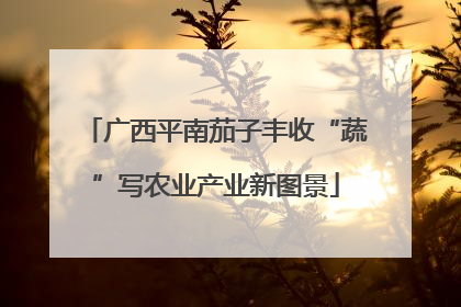 广西平南茄子丰收“蔬”写农业产业新图景
