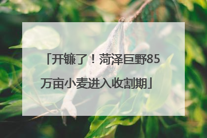 开镰了！菏泽巨野85万亩小麦进入收割期