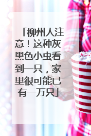 柳州人注意！这种灰黑色小虫看到一只，家里很可能已有一万只