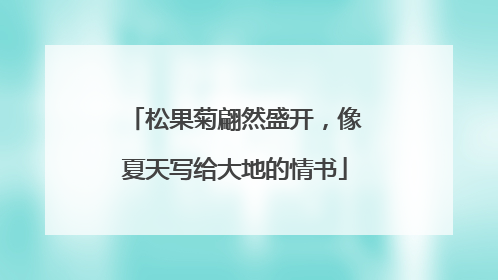 松果菊翩然盛开，像夏天写给大地的情书