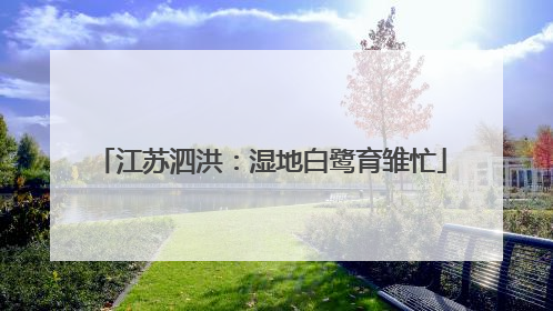 江苏泗洪：湿地白鹭育雏忙