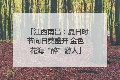 江西南昌：夏日时节向日葵盛开 金色花海“醉”游人