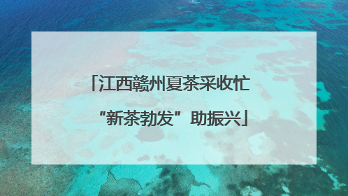 江西赣州夏茶采收忙 “新茶勃发”助振兴