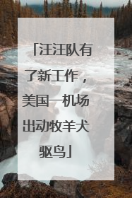 汪汪队有了新工作，美国一机场出动牧羊犬驱鸟