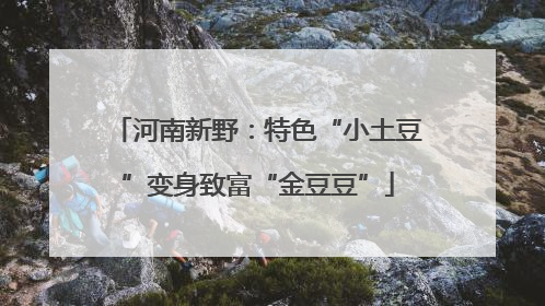 河南新野：特色“小土豆”变身致富“金豆豆”