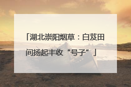 湖北崇阳烟草：白芨田间扬起丰收“号子”