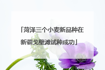 菏泽三个小麦新品种在新疆戈壁滩试种成功
