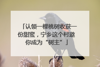 认领一棵桃树收获一份甜蜜，宁乡这个村邀你成为“树主”