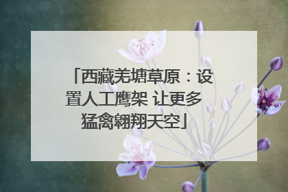 西藏羌塘草原：设置人工鹰架 让更多猛禽翱翔天空