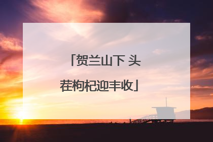 贺兰山下 头茬枸杞迎丰收
