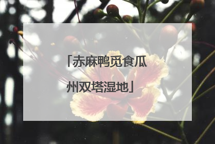 赤麻鸭觅食瓜州双塔湿地