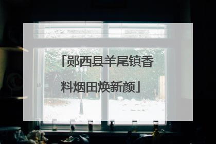 郧西县羊尾镇香料烟田焕新颜