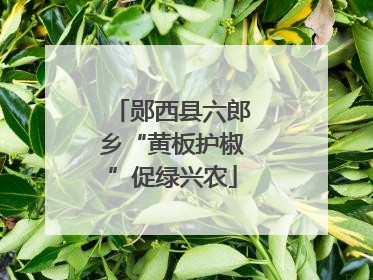 郧西县六郎乡“黄板护椒”促绿兴农