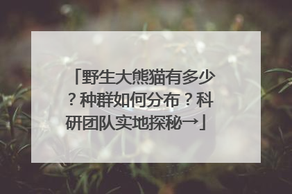野生大熊猫有多少？种群如何分布？科研团队实地探秘→
