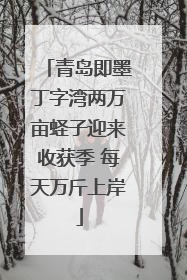 青岛即墨丁字湾两万亩蛏子迎来收获季 每天万斤上岸