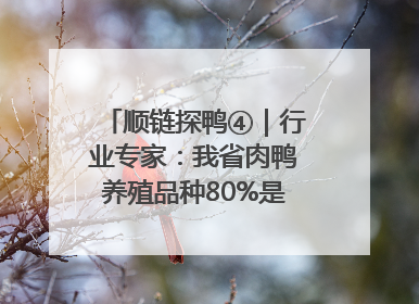 顺链探鸭④｜行业专家：我省肉鸭养殖品种80%是樱桃谷鸭