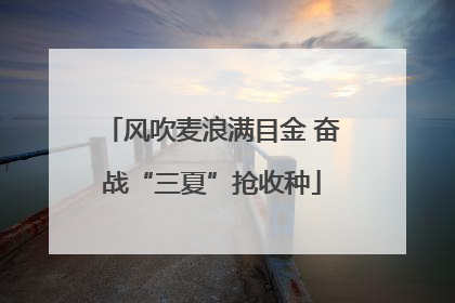 风吹麦浪满目金 奋战“三夏”抢收种
