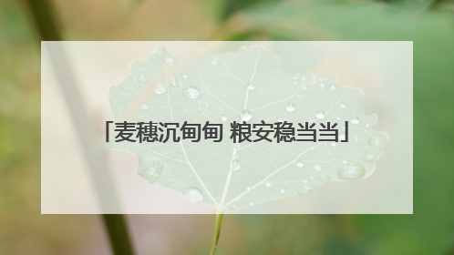 麦穗沉甸甸 粮安稳当当