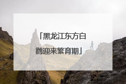 黑龙江东方白鹳迎来繁育期
