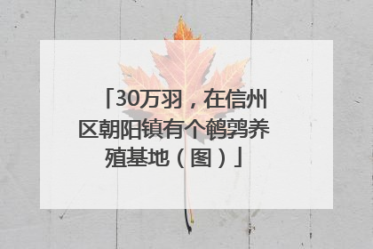 30万羽，在信州区朝阳镇有个鹌鹑养殖基地（图）