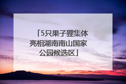 5只果子狸集体亮相湖南南山国家公园候选区